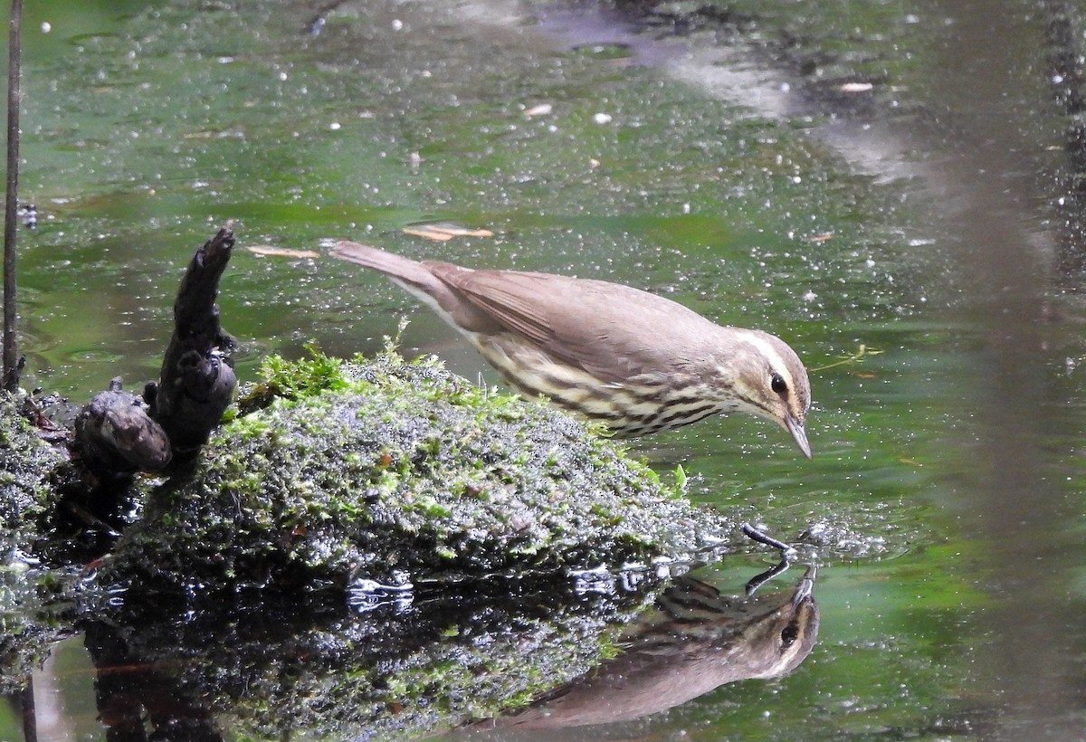 Northern Waterthrush - ML619310769