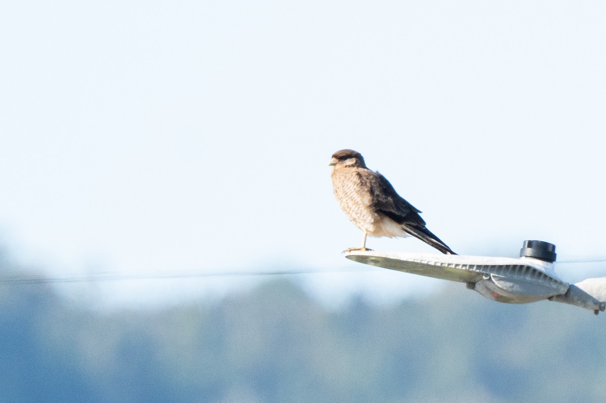 Caracara chimango - ML619310799