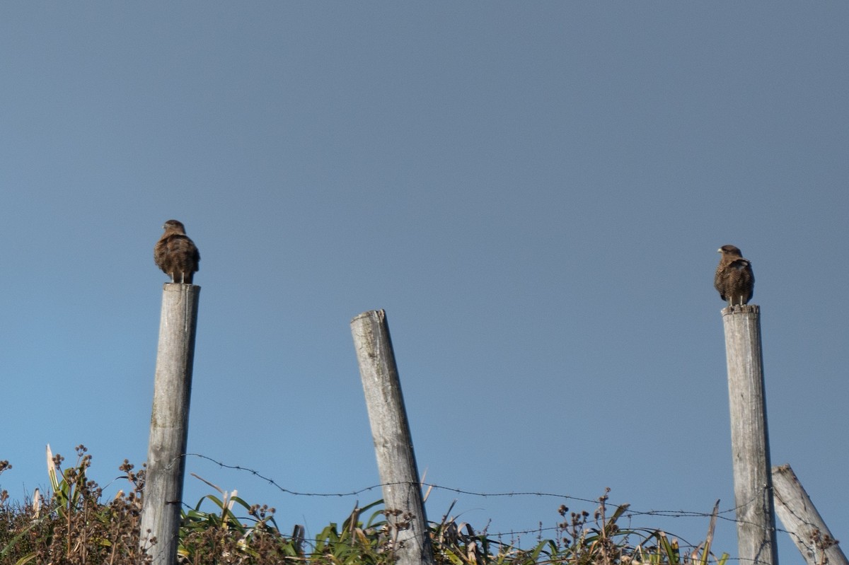 Caracara Chimango - ML619310800