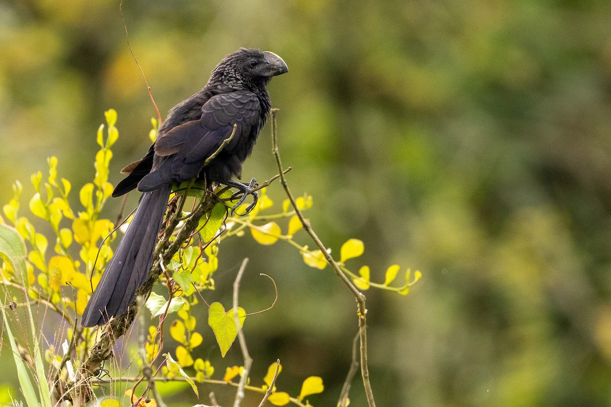 Smooth-billed Ani - Michael Cook