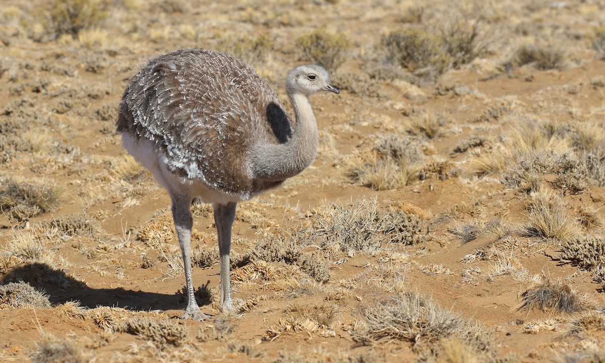 Lesser Rhea - ML619310850