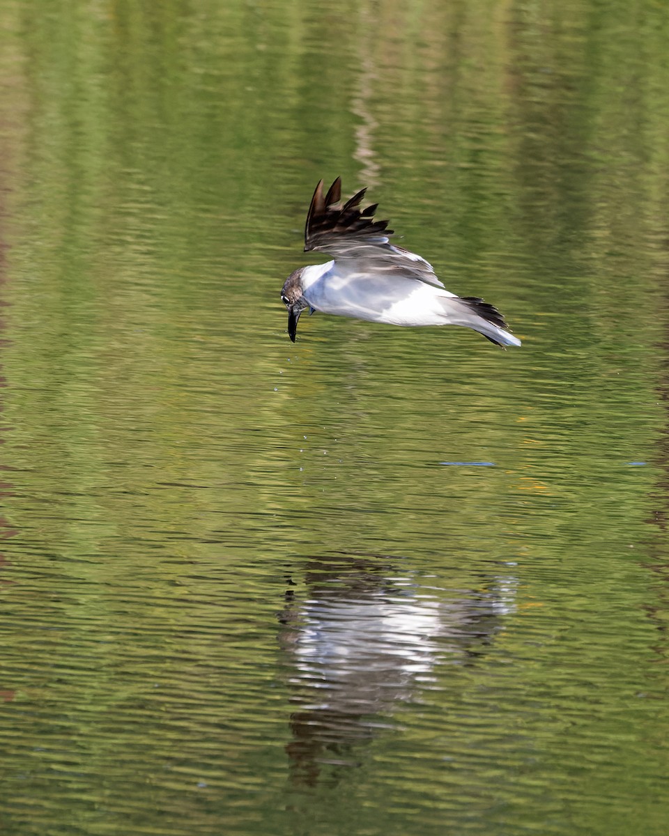 Laughing Gull - Karl H (Hoeff ka)