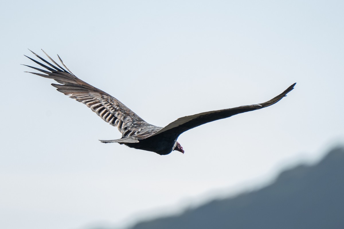 Turkey Vulture - ML619310854