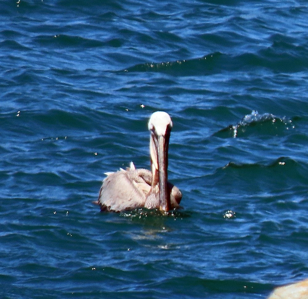 pelikán hnědý - ML619310887