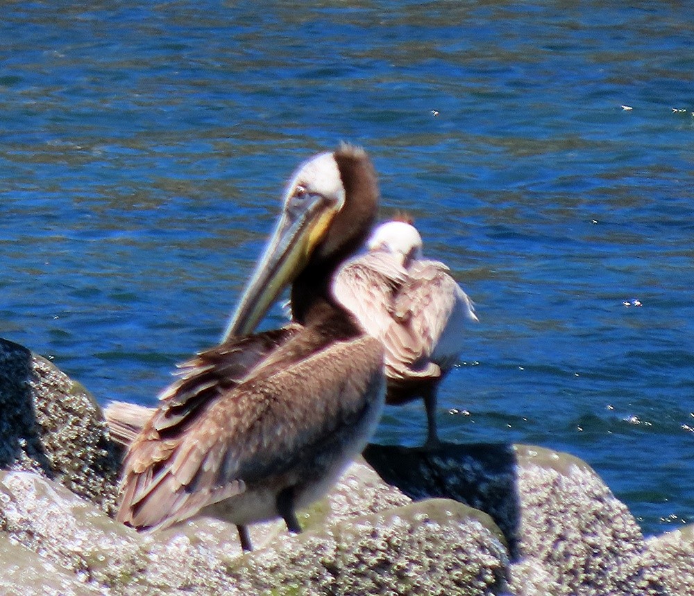 pelikán hnědý - ML619310888