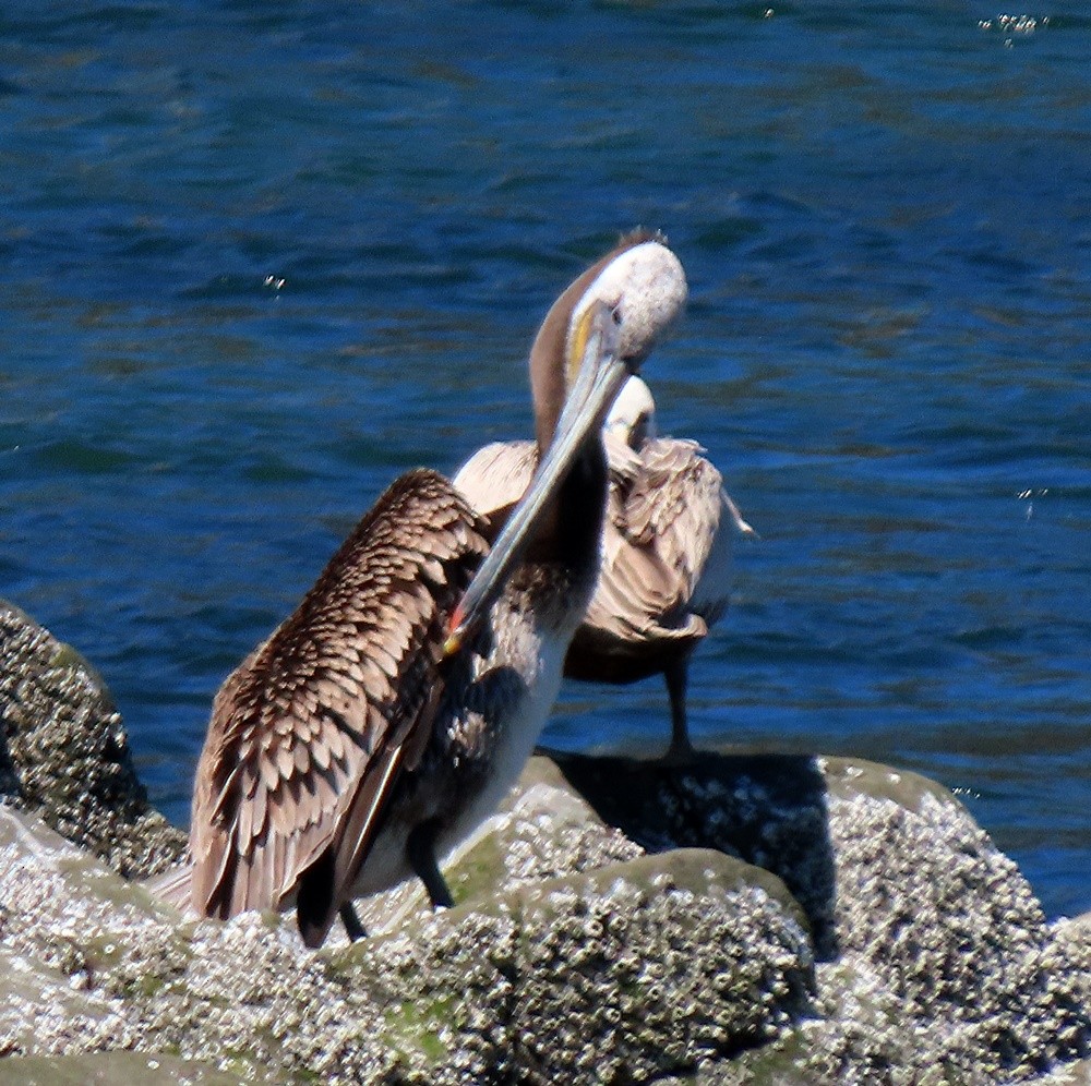 pelikán hnědý - ML619310889