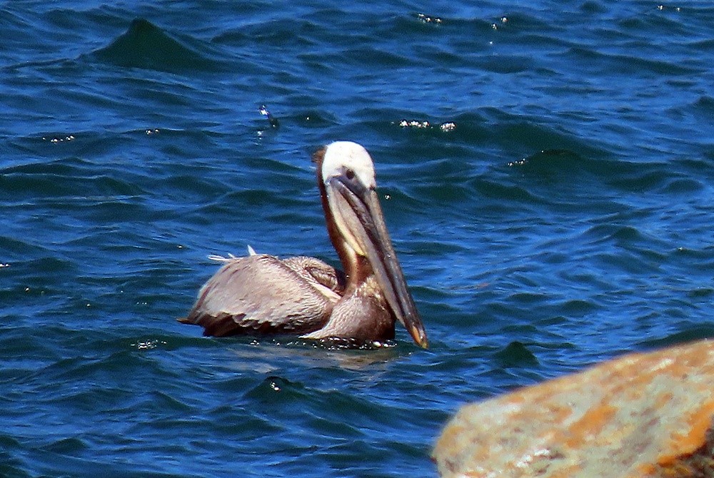 Brown Pelican - Marlowe Kissinger