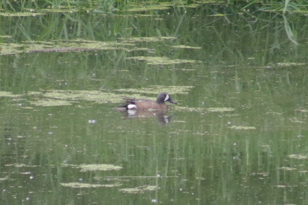 Blue-winged Teal - Bentley Colwill