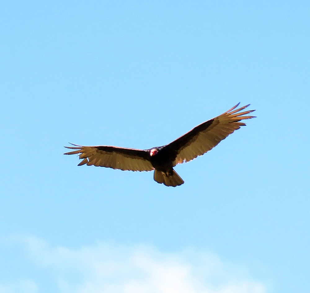 Turkey Vulture - Marlowe Kissinger