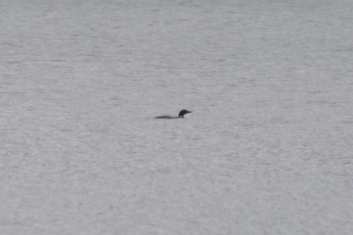 Common Loon - Bentley Colwill