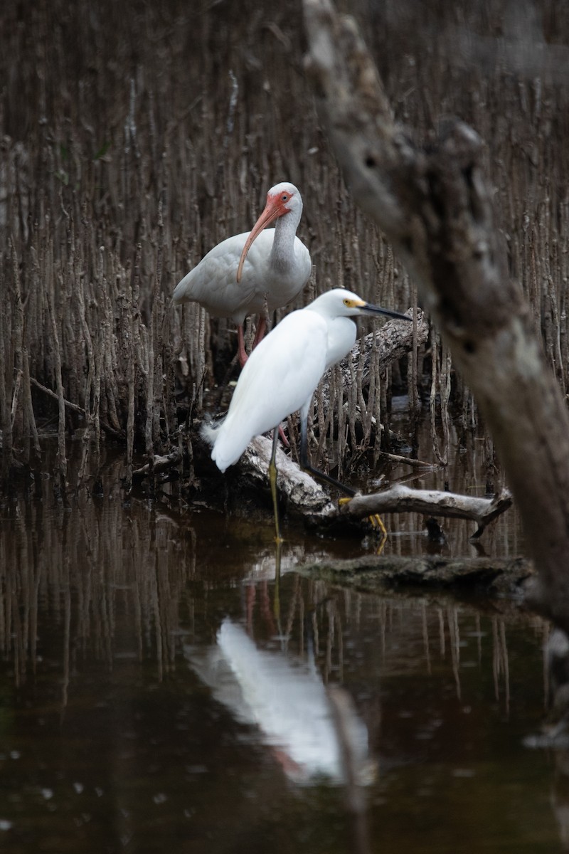 White Ibis - ML619310920