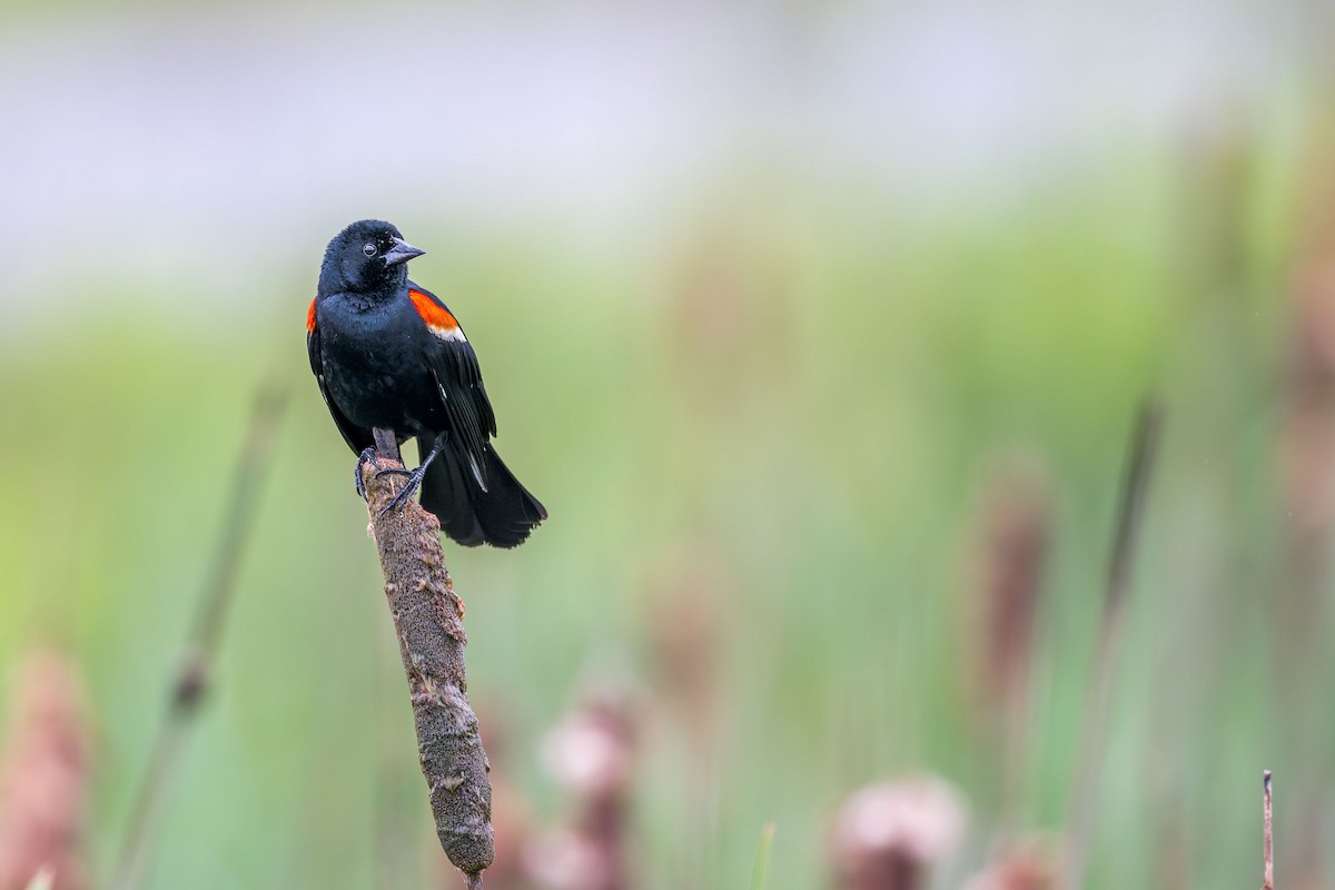 Red-winged Blackbird - Ryan Shean