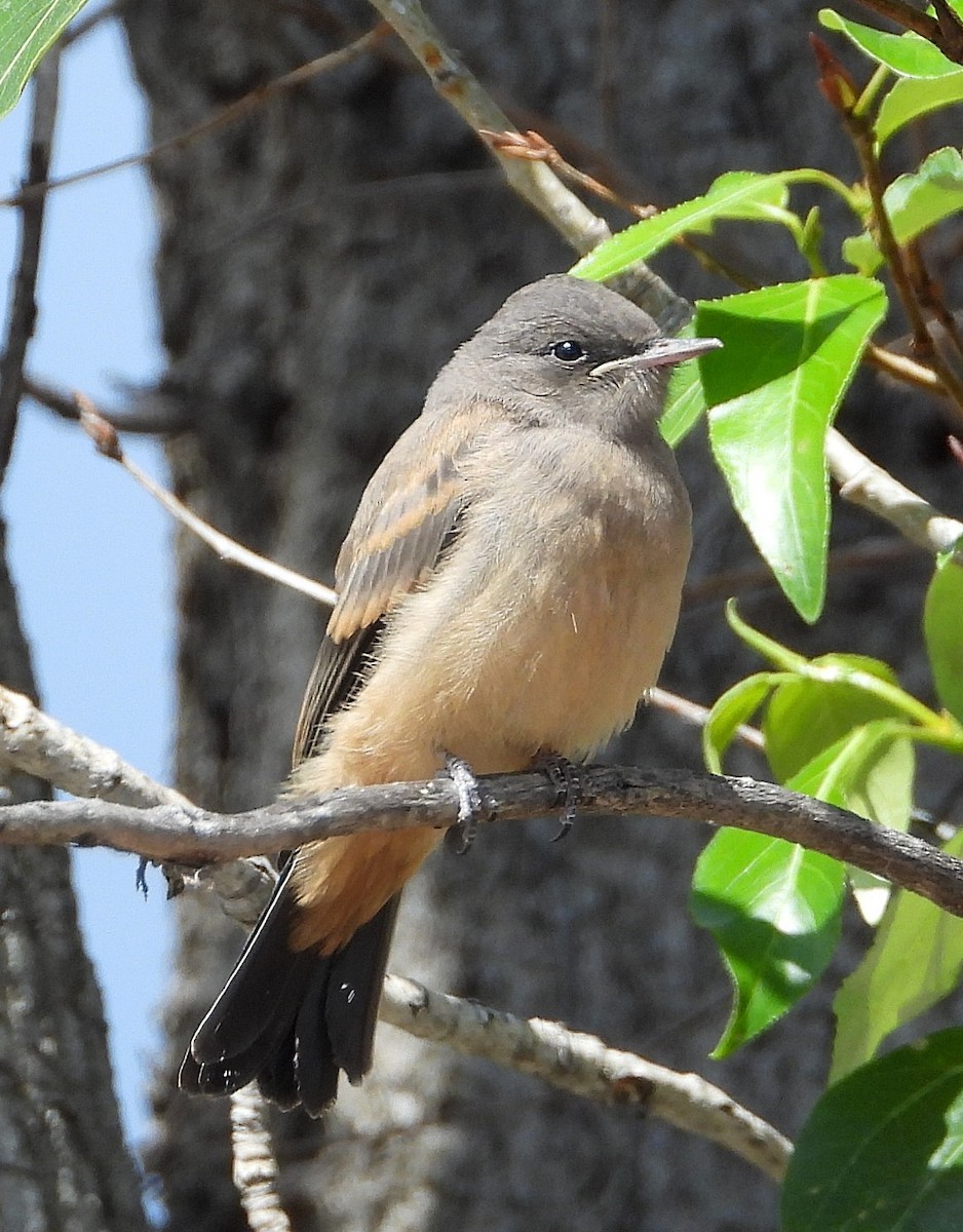 Say's Phoebe - Brian McKenney