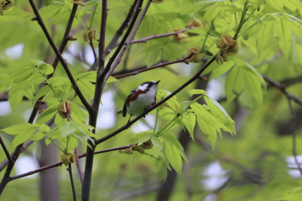 Chestnut-sided Warbler - Ron Carrico