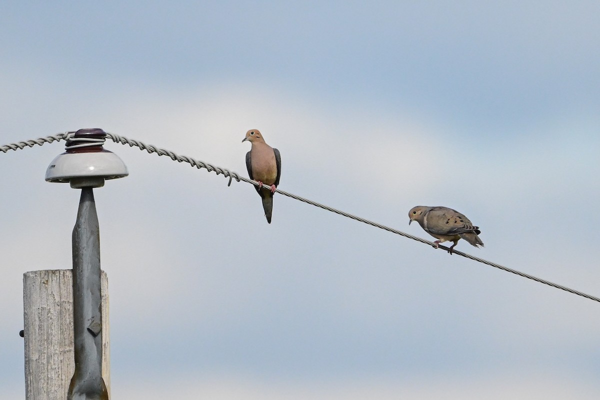 Mourning Dove - ML619310957