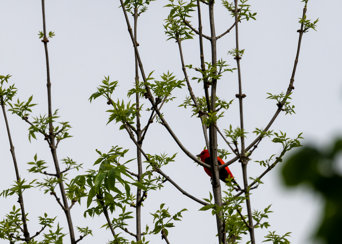 Scarlet Tanager - ML619310986