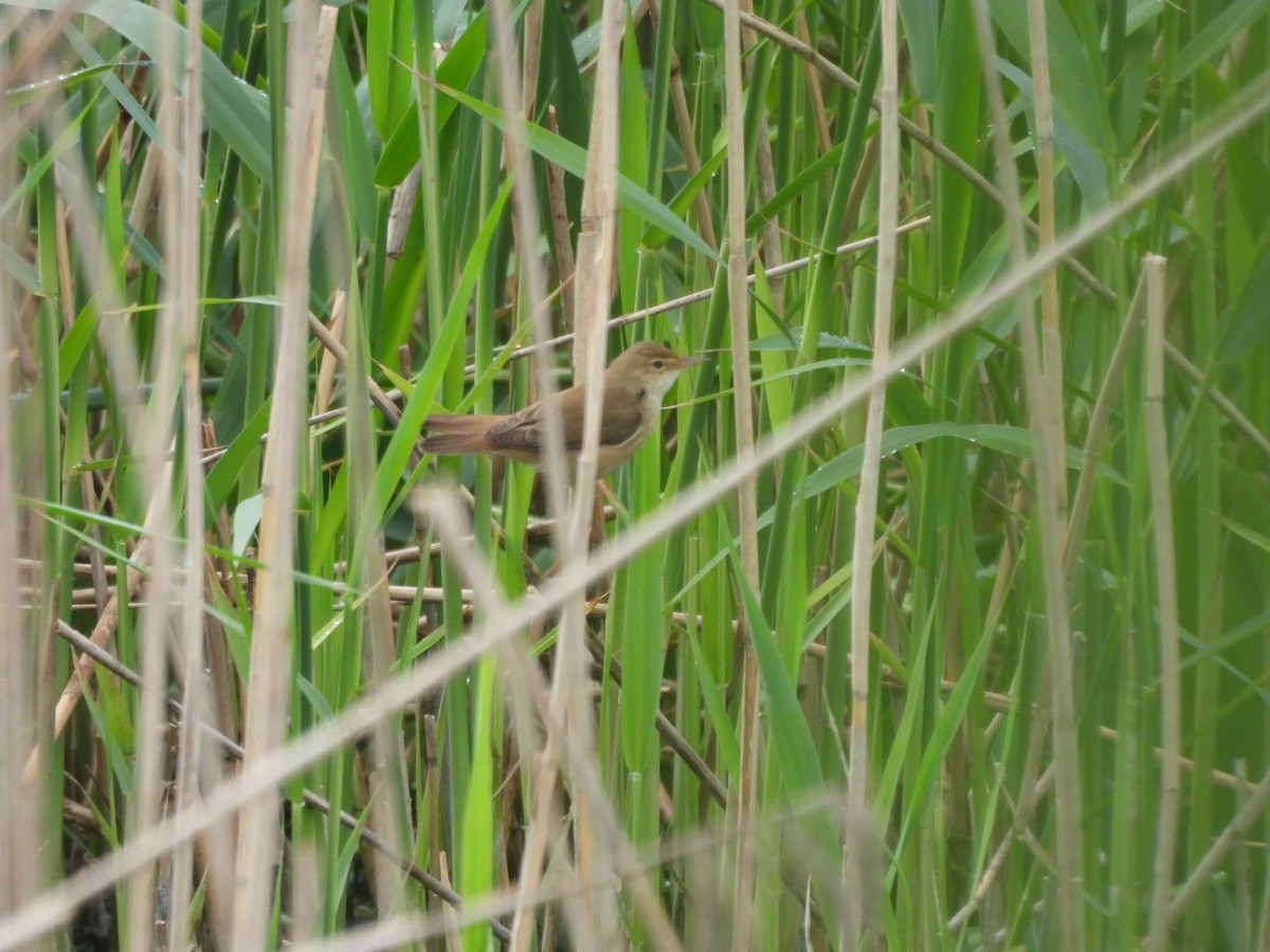 Marsh Warbler - Tiemo Kahl