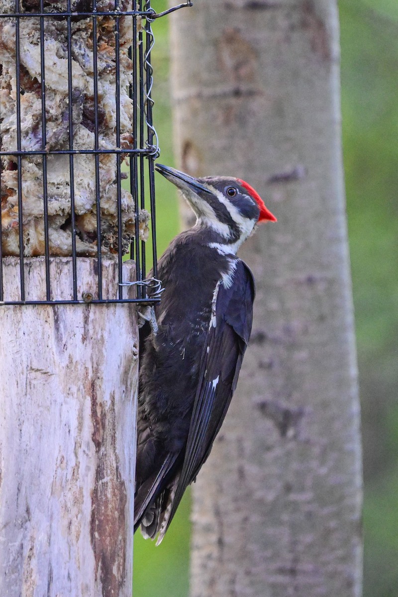 Pileated Woodpecker - Serg Tremblay