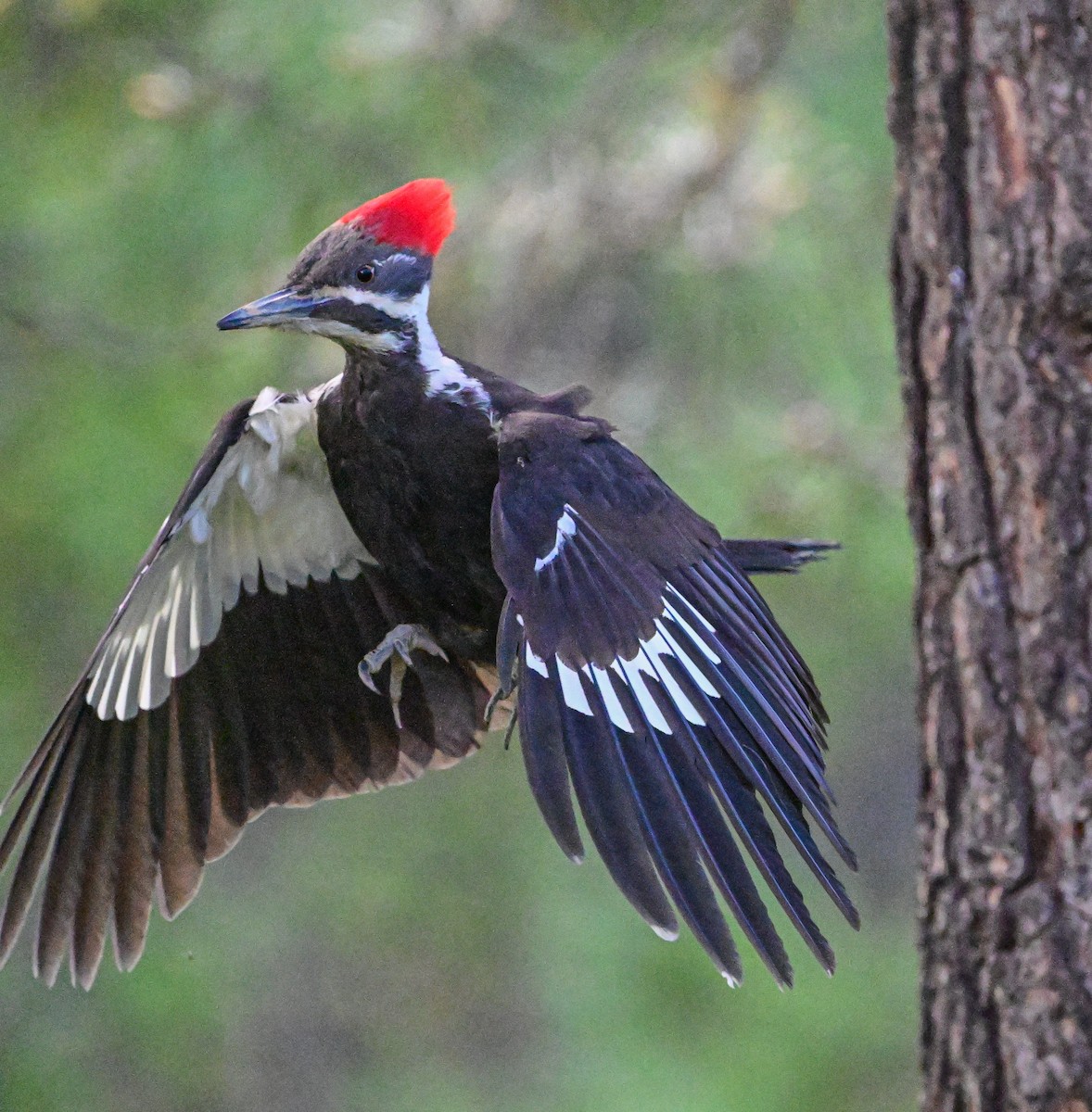 Pileated Woodpecker - Serg Tremblay