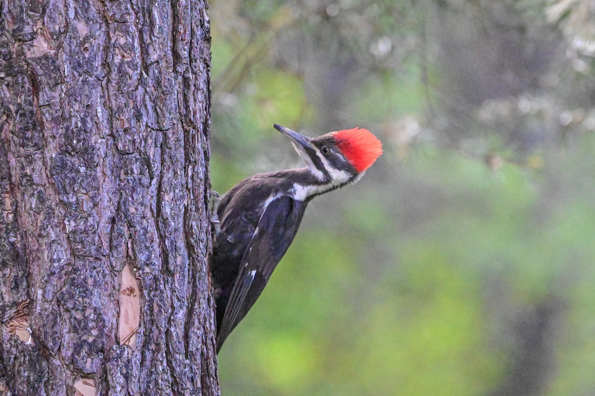 Pileated Woodpecker - Serg Tremblay