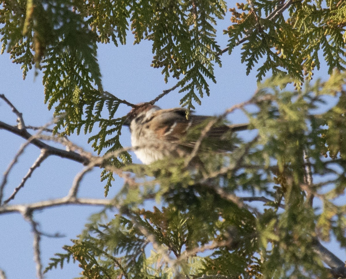 Eurasian Tree Sparrow - Beth Olson