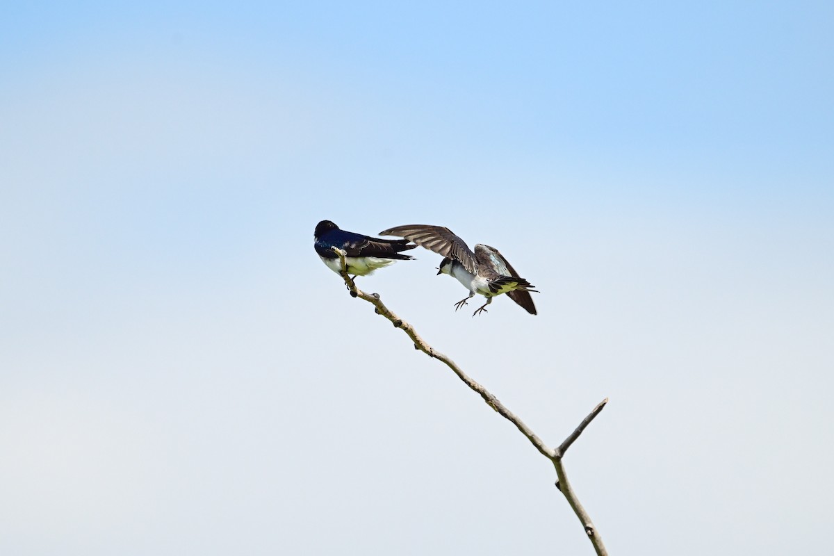 Tree Swallow - Serg Tremblay