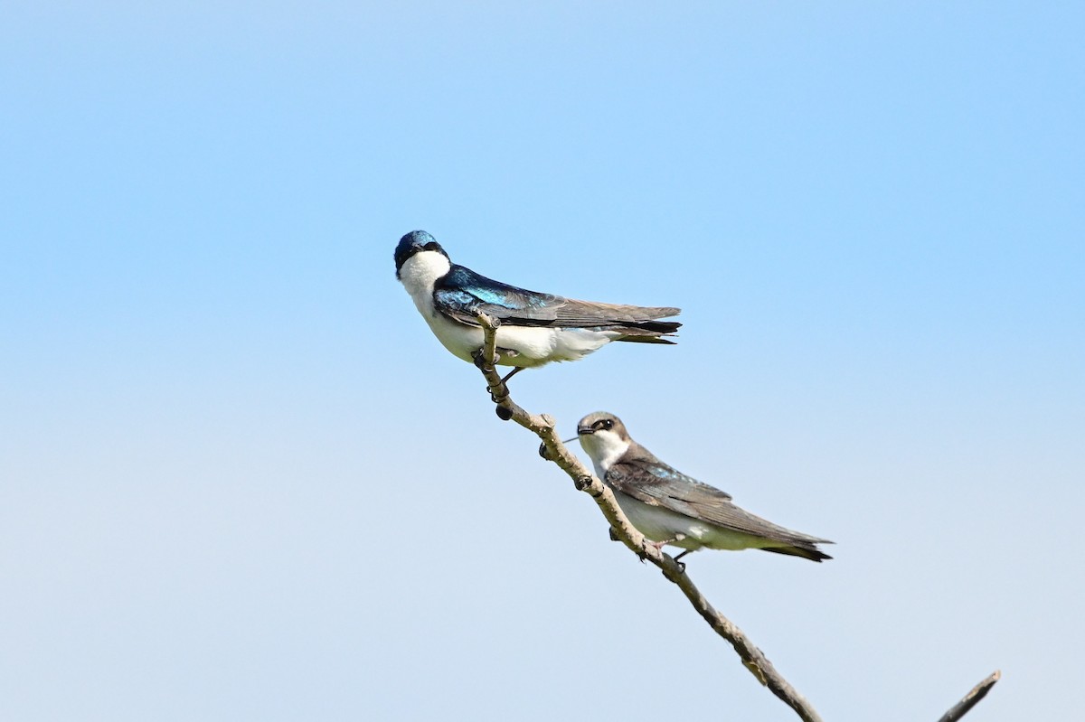 Tree Swallow - Serg Tremblay