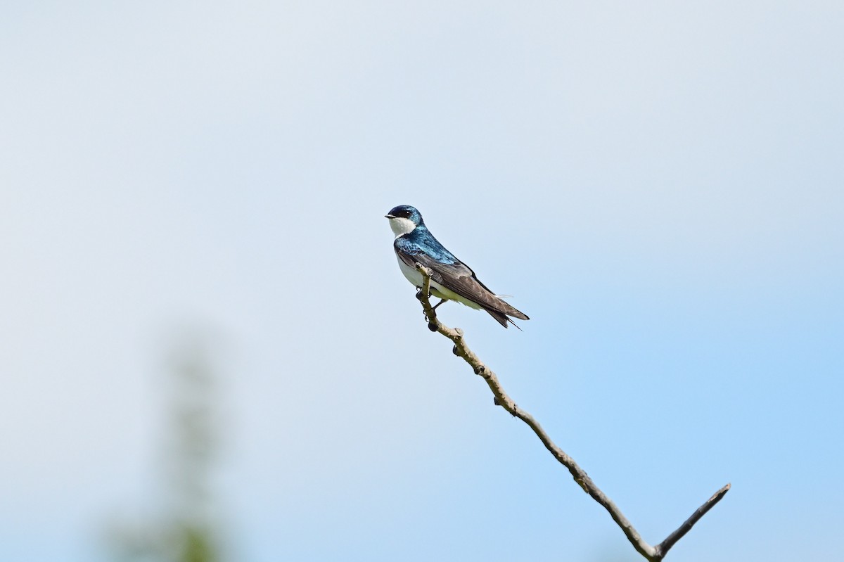 Tree Swallow - Serg Tremblay