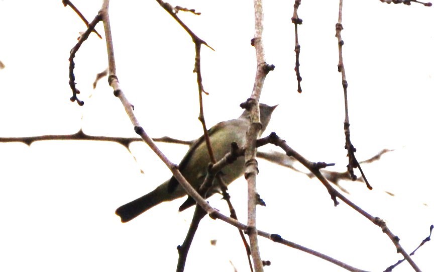 Southern Beardless-Tyrannulet - Sabrina Rendon