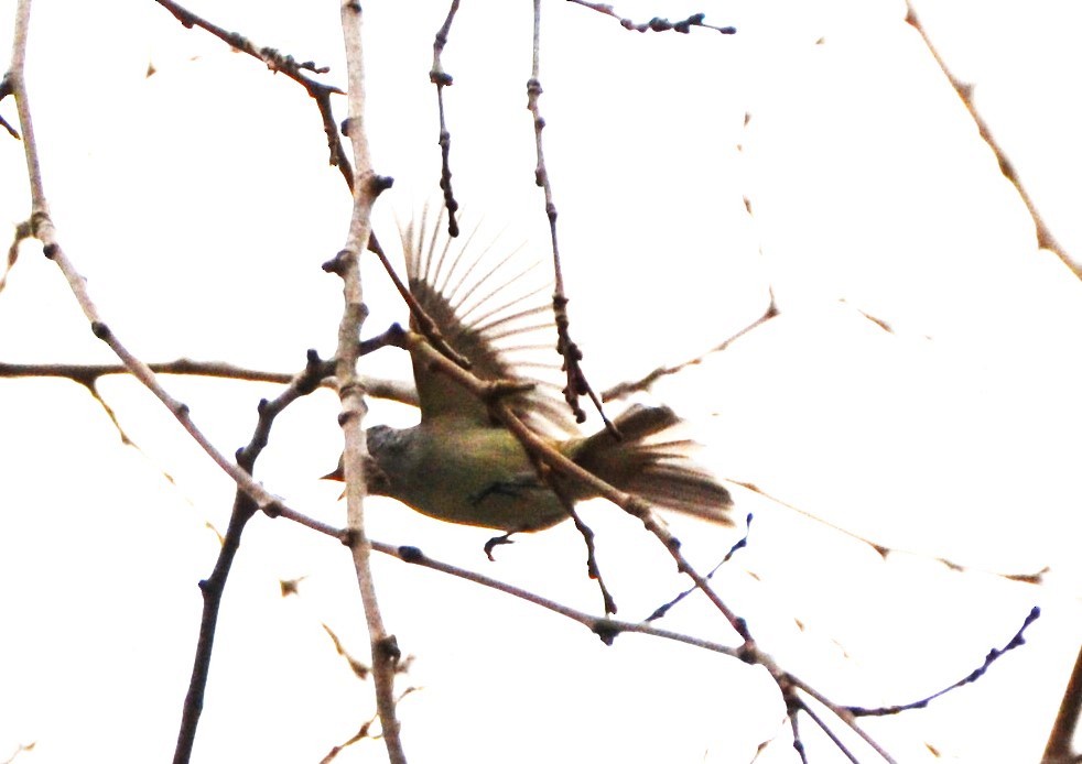 Southern Beardless-Tyrannulet - Sabrina Rendon