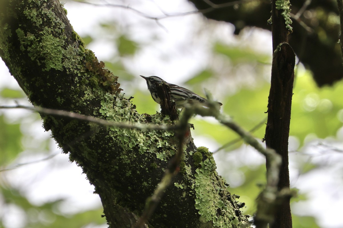 Black-and-white Warbler - Ron Carrico