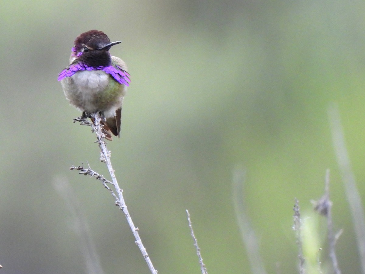 Costa's Hummingbird - Kiandra Mitchell