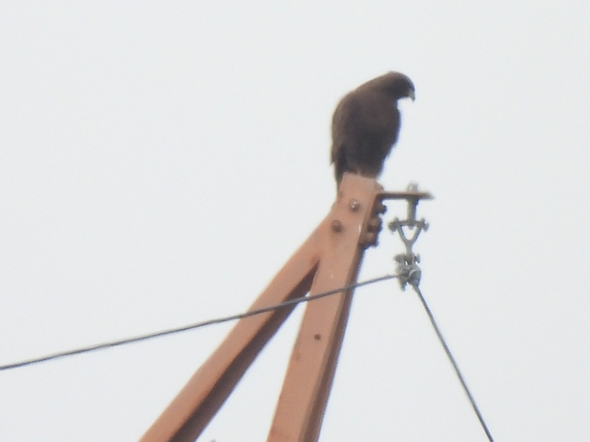 Red-tailed Hawk - Kiandra Mitchell