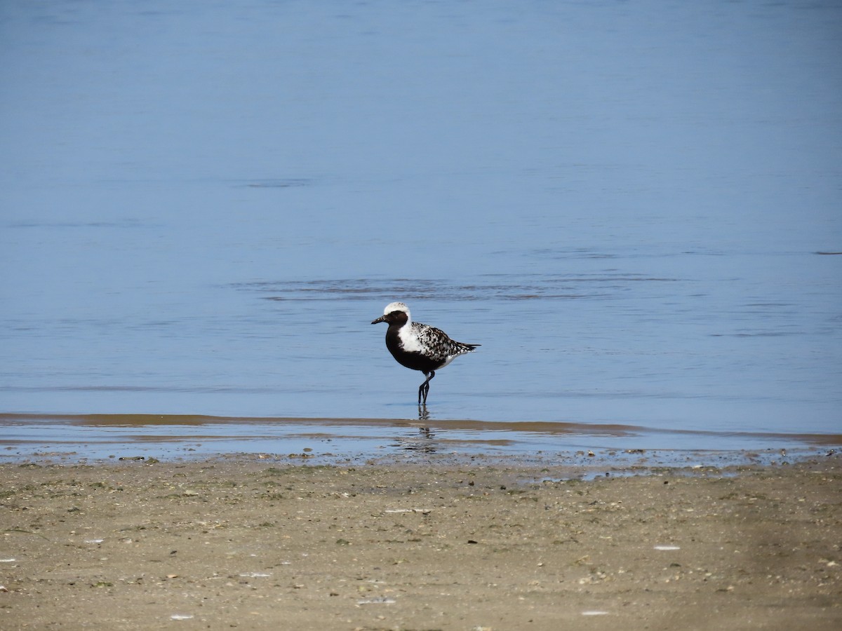 Black-bellied Plover - David Wolf