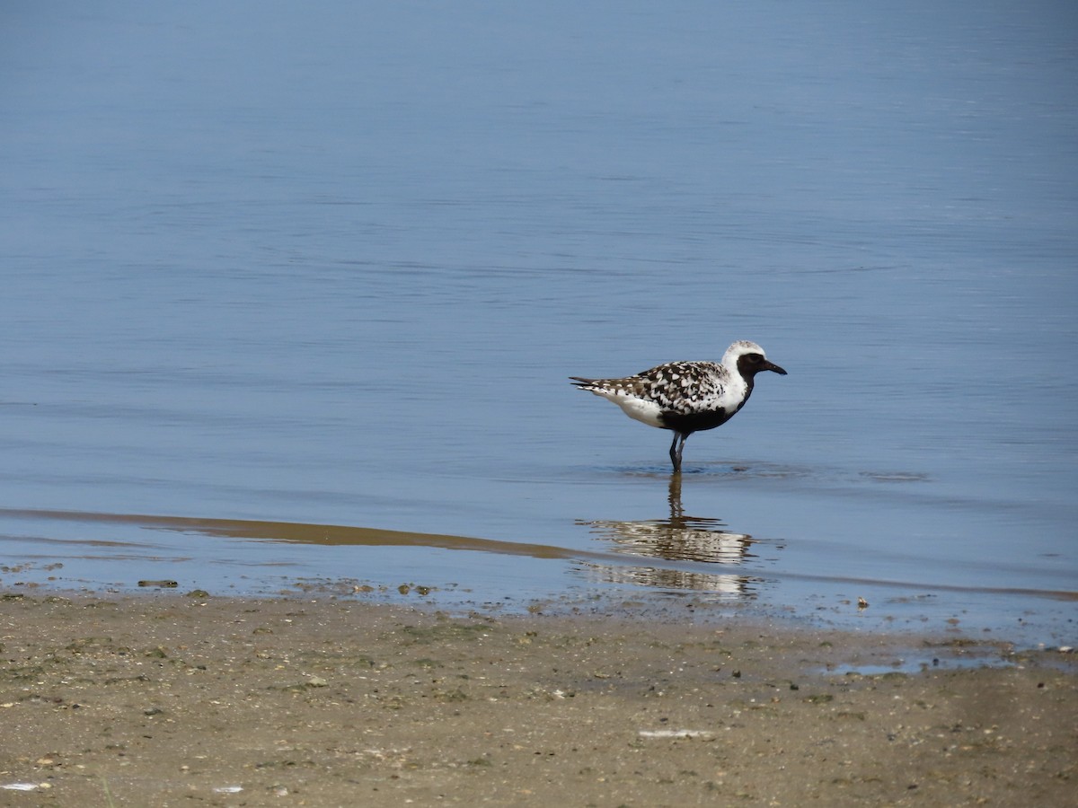 Black-bellied Plover - ML619311107