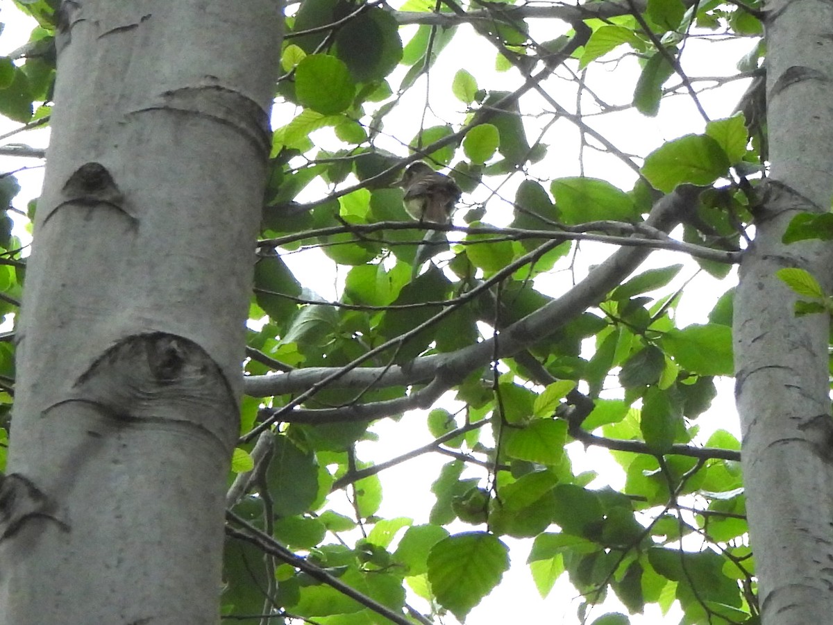 Western Flycatcher (Pacific-slope) - Kiandra Mitchell