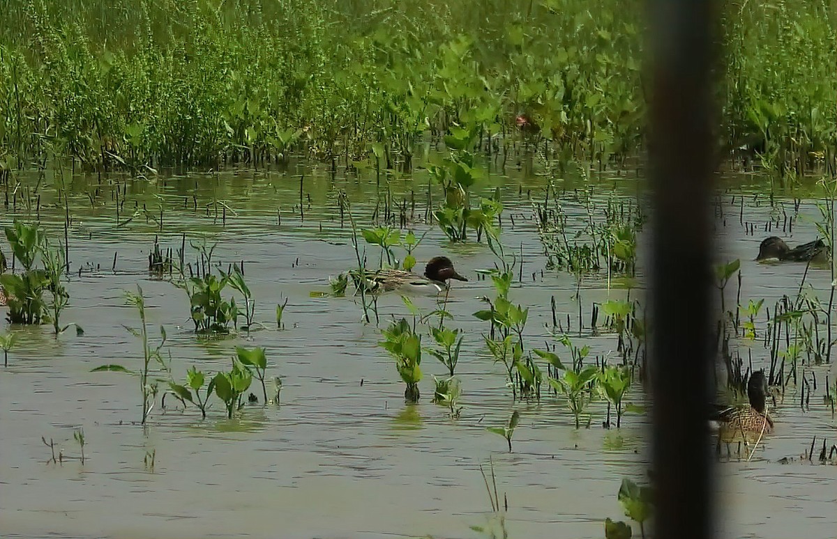 Green-winged Teal - Pat O'Neil