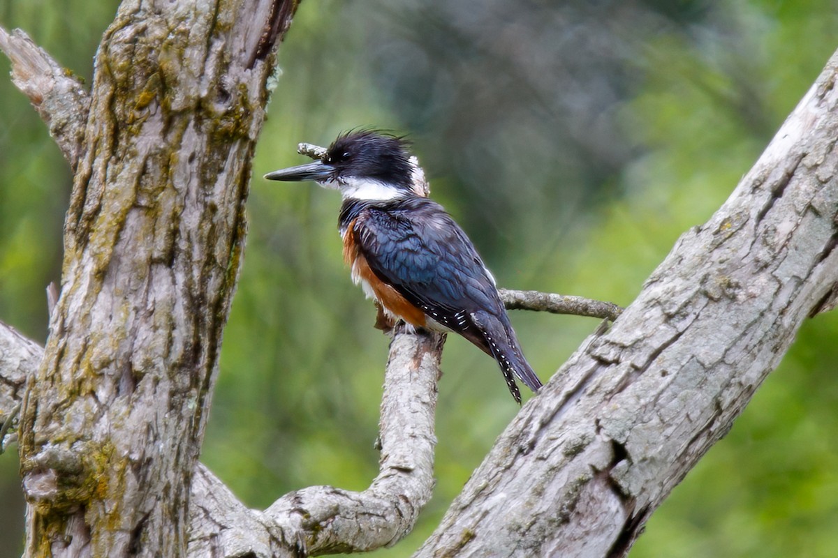 Belted Kingfisher - PJ Smith