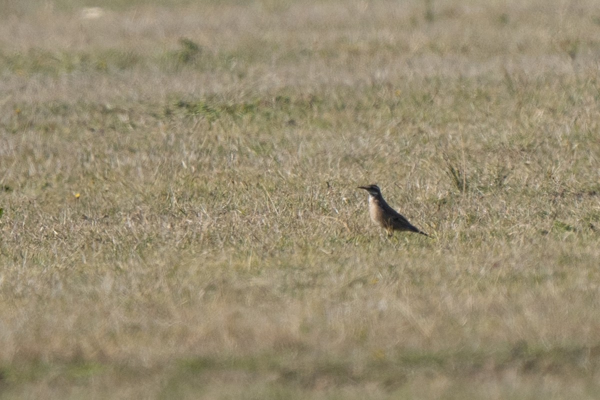 Buff-winged Cinclodes - Felipe Toledo Alarcon