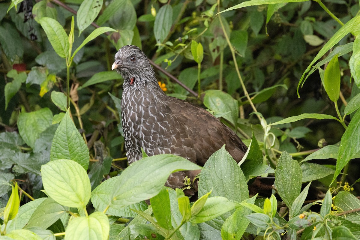 Andean Guan - Michael Cook