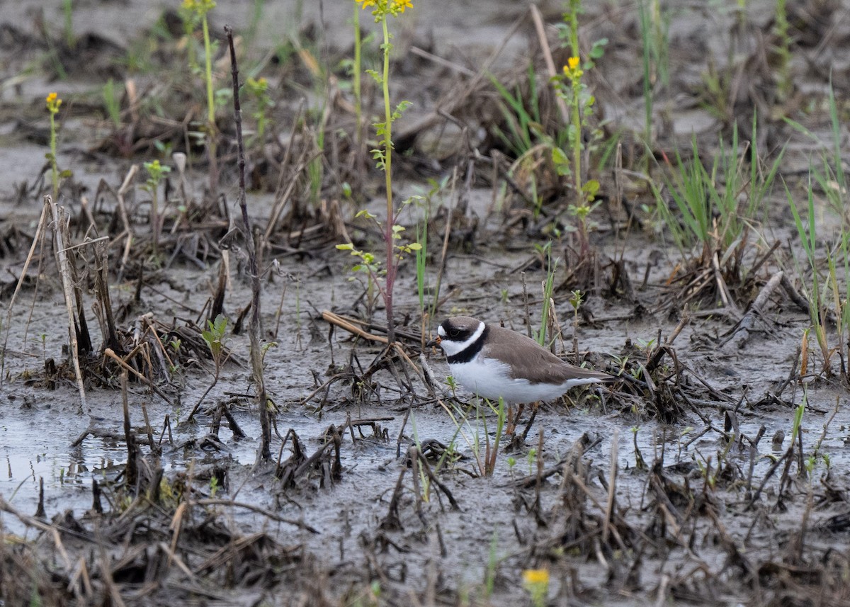 Semipalmated Plover - ML619311146