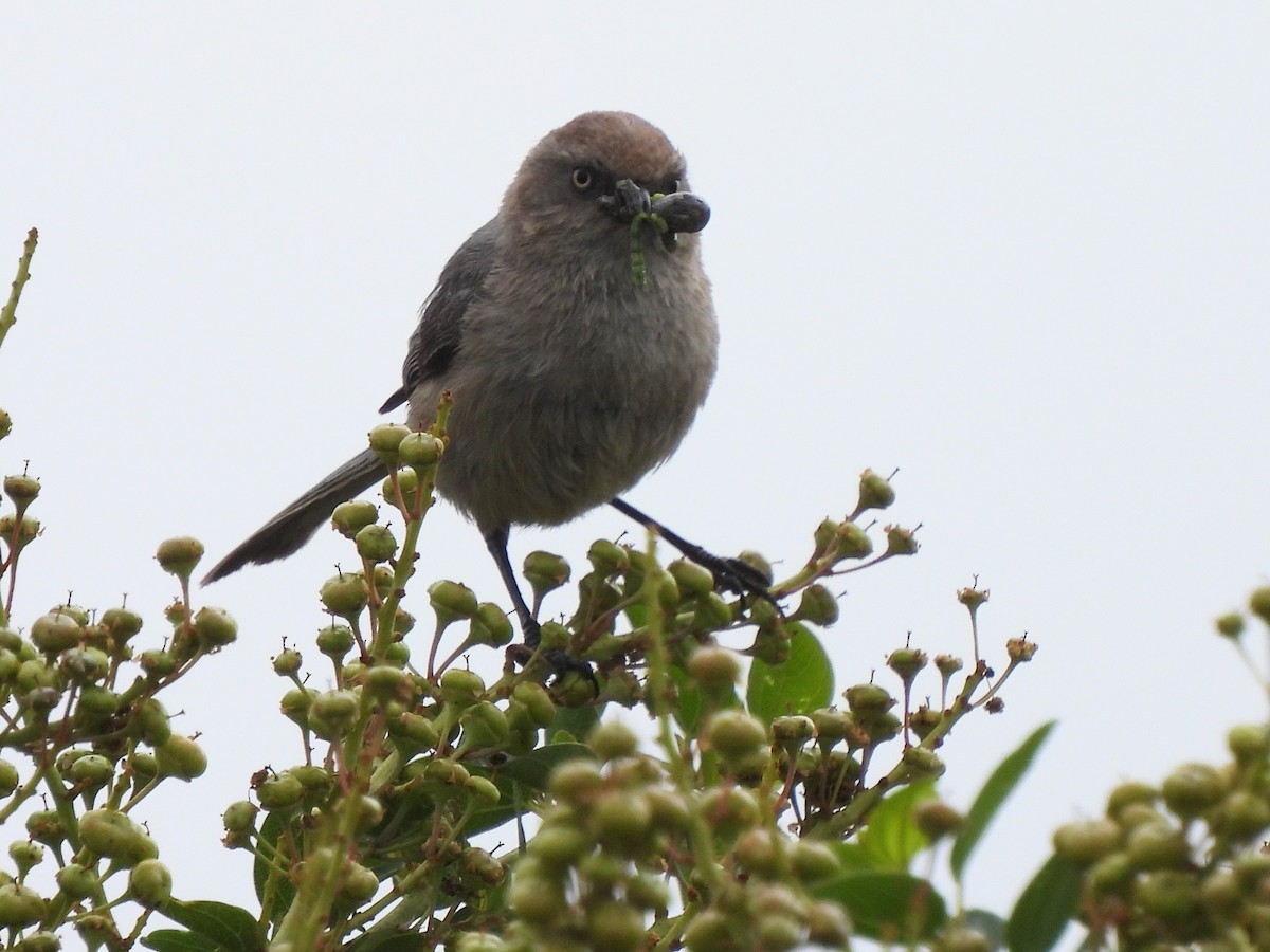 Bushtit - Kiandra Mitchell