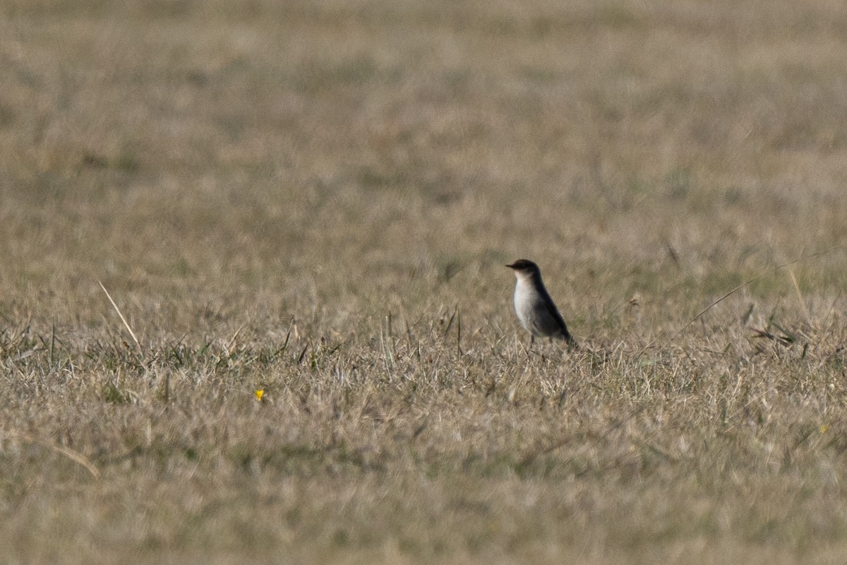 Dark-faced Ground-Tyrant - Felipe Toledo Alarcon