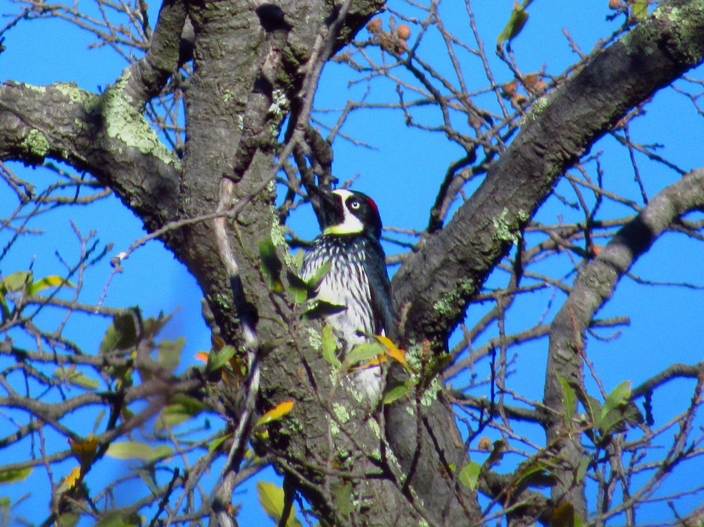 Acorn Woodpecker - Ana Lara