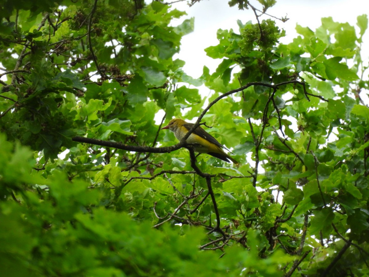 Eurasian Golden Oriole - Tiemo Kahl