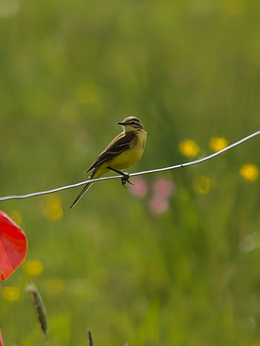 Western Yellow Wagtail - Simon Landes
