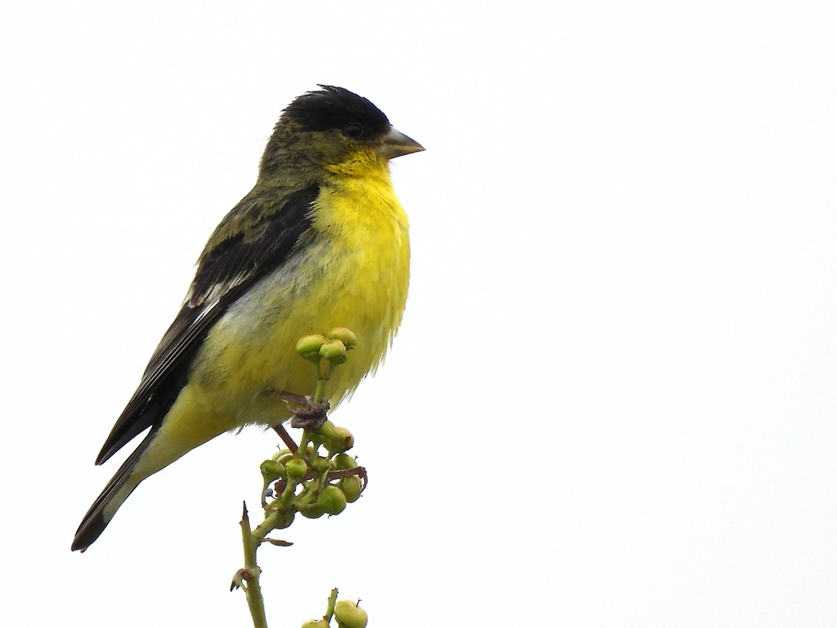 Lesser Goldfinch - Kiandra Mitchell