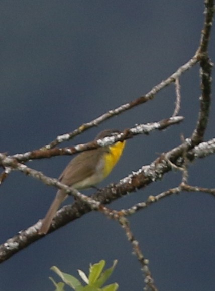 Yellow-breasted Chat - Mike Fung