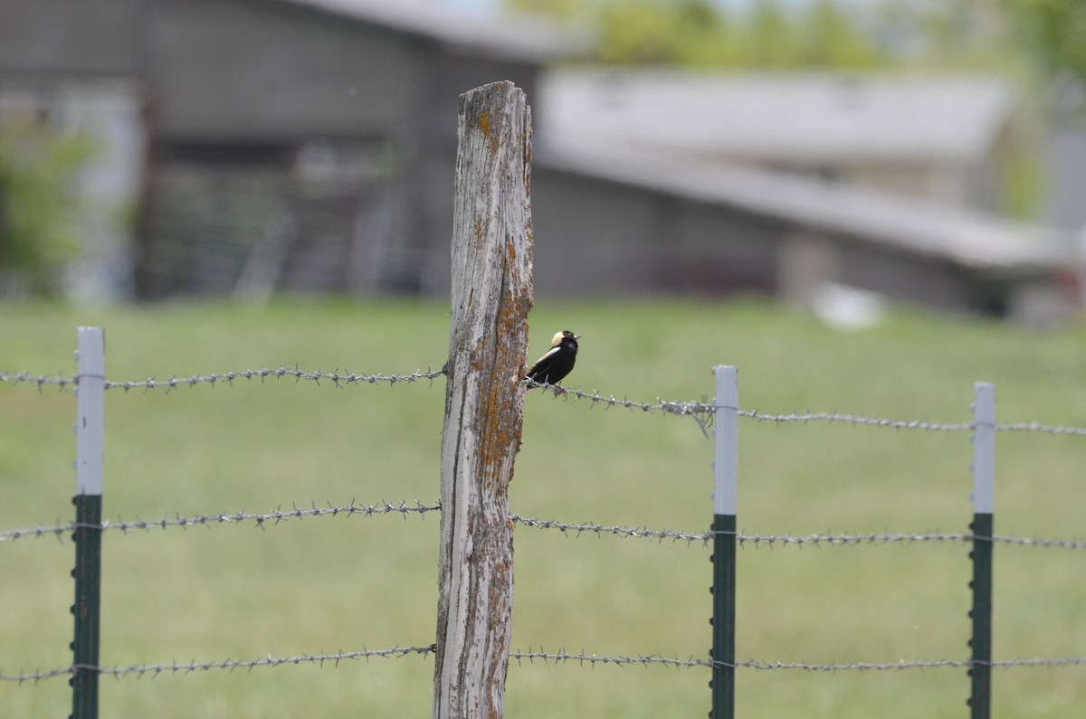 Bobolink - Leah Waldner