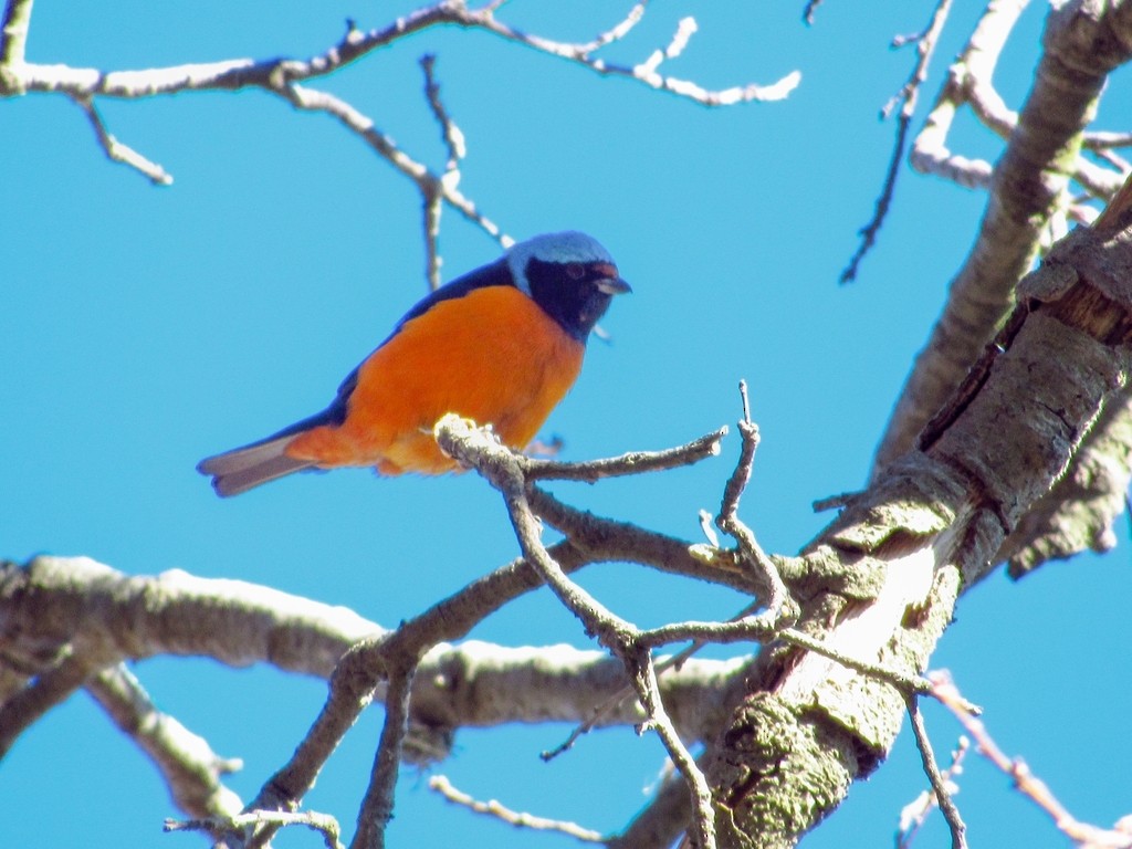 Elegant Euphonia - Ana Lara